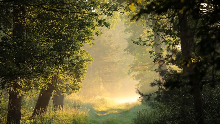 Ein Pfad durch einen märchenhaften Frühlingswald an einem nebligen Morgen