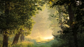 Ein Pfad durch einen märchenhaften Frühlingswald an einem nebligen Morgen