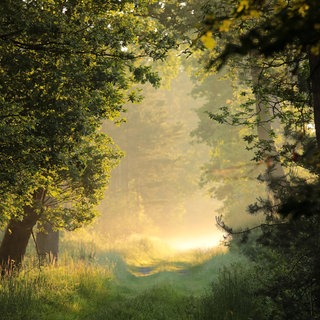 Ein Pfad durch einen märchenhaften Frühlingswald an einem nebligen Morgen