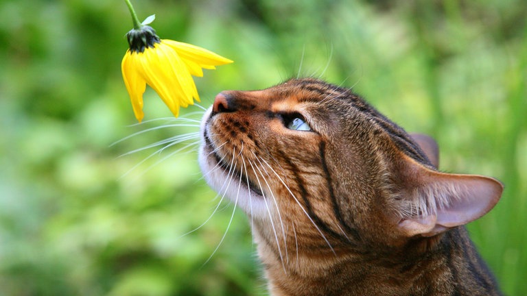 Bengalkatze riecht an einer gelben Blüte