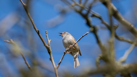 Symbolbild Vogelgesang