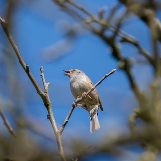 Symbolbild Vogelgesang