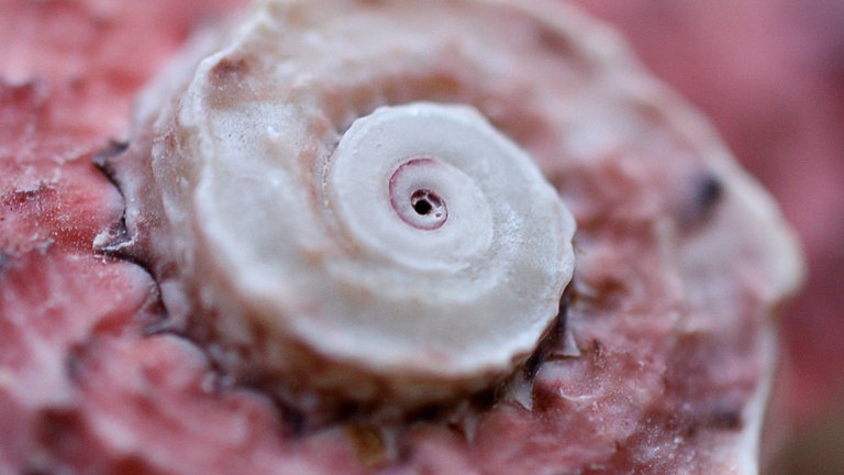 MuschelMeereschnecke rosa