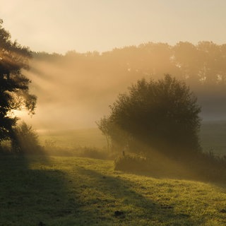 Sonnenaufgang über Wald- und Wiesenlandschaft