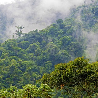 Tropischer Regenwald in Ecuador