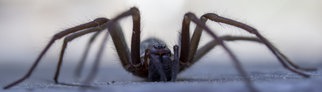 Hausspinne (eratigena artica): Die Spinne wird im Aberglauben als negatives Omen, als schlechtes Vorzeichen bewertet.