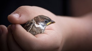 Spatz in einer Hand: Lieber den Spatz in der Hand als die Taube auf dem Dach
