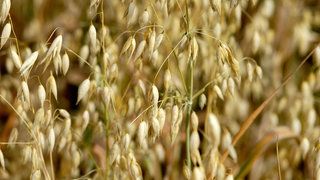 Hafer auf dem Feld: Früher bekamen Pferde Hafer zu fressen, der noch Spelzen enthielt. Die piekten beim Ausscheiden im Po und so wurden die Pferde "vom Hafer gestochen"