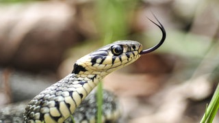 Ringelnatter (Natrix natrix) zeigt ihre Zunge: Die gespaltene Zunge in der Redensart bezieht sich auf die Schlange. Diese Tiere haben häufig eine vorne verzweigte Zunge, mit der sie sehr viel wahrnehmen. Für uns erscheint das im übertragenen Sinn, als würde jemand nicht grade und klar bei einer Wahrheit bleiben, sondern als würde er das eine sagen und das andere meinen.