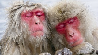 Zwei schlafende Schneeaffen in einer heißen Quelle in Japan: Woher kommt die Redewendung "Klappe zu, Affe tot"?