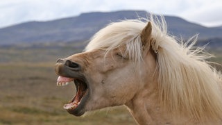 Islandpferd mit offenem Maul und geschlossenen Augen auf einer Weide: Pferde beherrschen die Peristaltik in der Regel nur in eine Richtung – sie können sich nicht übergeben. Woher dann die drastische Redewendung "man hat schon Pferde kotzen sehen?