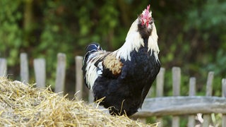 Ein weiß-schwarzer Hahn steht auf dem Mist und schaut genau in die Kamera.
