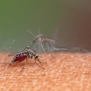 Eine Mücke sitzt auf dem Arm einer Person und sticht zu- Wie schützt man sich im Sommer vor Mückenstichen?