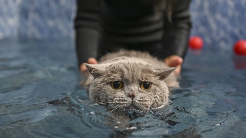 Schwimmsport zum Abnehmen? Diese übergewichtige Katze scheint nicht überzeugt. Forschende tüfteln an einem Abnehmmittel für die Vierbeiener.