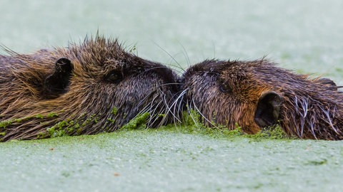 Zwei Biber im Wasser. Selbst die Nagetiere sind wohl treuer als wir Menschen.