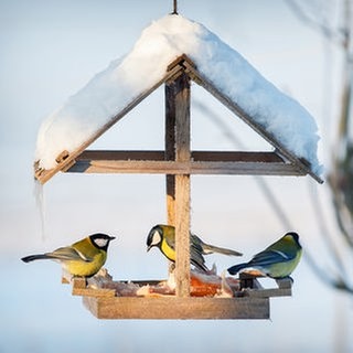 Wie man Vögeln im Winter helfen kann