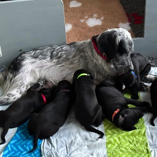 Polly bringt acht gesunde Welpen zur Welt.