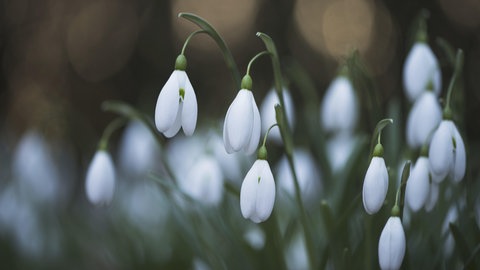 Mehrere Blüten der Schneeglöckchen. Sie gehören zu den ersten Blumen, die im Frühling blühen.