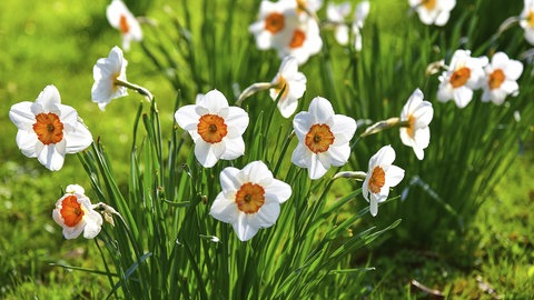 Mehrere blühende Strauß-Narzissen im Frühling auf einer Wiese.