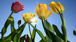 Frühlingsanfang: Bunte Tulpen blühen im Frühling auf einem Feld und die Sonne scheint.