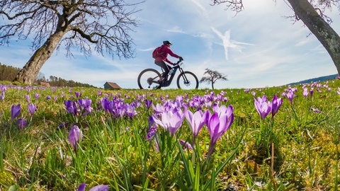 Eine Frau, die im Frühling mit ihrem Rad auf einer Wiese mit bunt blühenden Krokussen unterwegs ist.