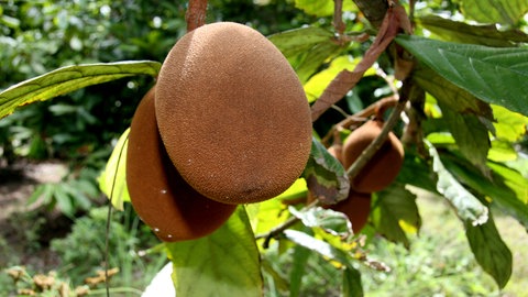 Cupuaçu am Baum. Sie ist eine verwandte Pflanze des Kakao. In ihrer Heimat Brasilien wird sie bereits als Alternative verwendet.