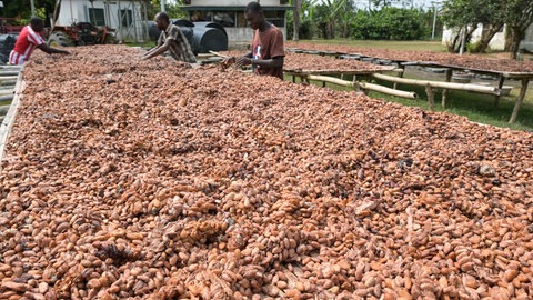 Kakao wird auf Tischen nach der Fermentation sonnengetrocknet (Ghana). Je nach Region sind beim Fermentieren unterschiedliche Mikroorganismen beteiligt. 
