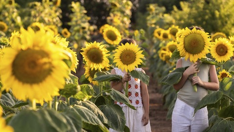 Sommeranfang 2026: Zwei Kinder stehen in einem Sonnenblumenfeld und halten sich je eine Blüte vors Gesicht. 