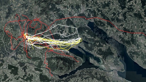 Nach 24 bis 28 Stunden wurden die Tauben 19 Kilometer von ihrem Zuhause entfernt freigelassen und per GPS verfolgt. Weiß steht für die Kontroll-Tauben (16 Exemplare), rot für die Tauben, die mit Clodronat behandelt wurden und bei bewölktem Himmel fliegen mussten (18 Exemplare), und gelb für die behandelten Tauben bei Sonnenschein (9 Exemplare).