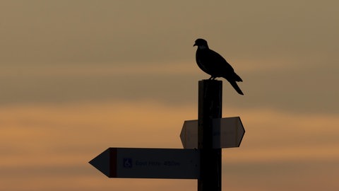 Eine Taube sitzt auf einem Wegweiser. Wie genau Tauben sich orientieren, ist hart umstritten. Die neue Studie, ist die erste die eine Navigation via Immunzellen behauptet.