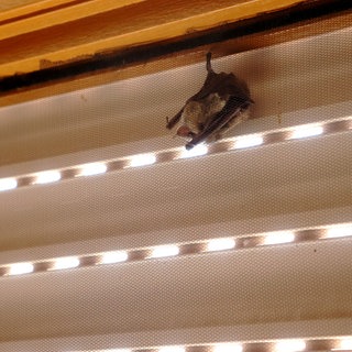 Fledermaus in der Wohnung: So reagierst du richtig