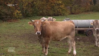 Hofgeschichten: Eine Herde Rinder zieht um