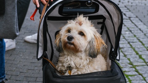 Familie mit Hund im Kinderwagen statt Kind