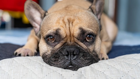 Hund Bulldogge schaut traurig in die Kamera. Immer mehr Familien haben Hunde statt Kinder.