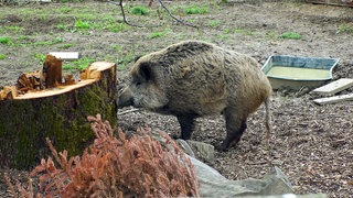 Wildschwein Friedrich lebt bei Dennis Renschler. Der Keiler ist auf dem Außengelände unterwegs.