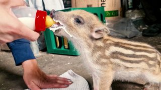 Ein Drischling wird mit einer Nuckelfalsche gefüttert.