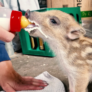 Ein Drischling wird mit einer Nuckelfalsche gefüttert.