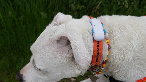 Ein Hund mit einem smarten GPS-Tracking Gadget am Halsband für Haustiere.