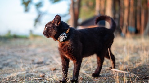 Eine Katze mit einem smarten GPS-Tracker am Halsband. Gadgets wie diese können für freilaufende Haustiere auch gefährlich sein.