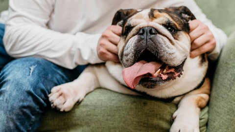 Ein stark übergewichtiger Hund. Haustiere wie dieses leiden unter ihrem Gewicht, welches durch smarte Gadgets und Geräte reduziert werden könnte.