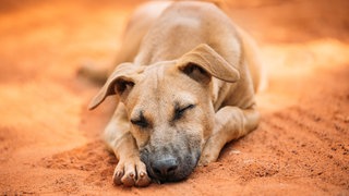Ein Hund schläft auf rotem Sand: Hunde können ebenso wie Menschen schnarchen. Wenn das Schnarchen plötzlich einsetzt, sollte man aufmerksam werden: Dann könnte sich im Rachen des Tieres ein Fremdkörper befinden.