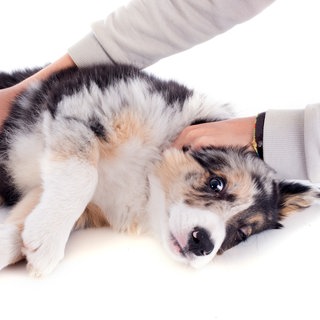 Ein Hund liegt am Boden, scheinbar krank: Avocados sind giftig für Hunde, insbesondere Schale und Kern. Wenn das Tier versehentlich davon gefressen hat, sollte man den Tierarzt kontaktieren.