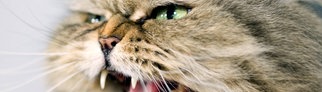 Perserkatze faucht und zeigt ihre Zähne