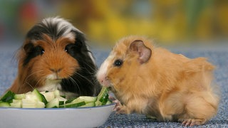 Zwei Meerschweinchen an Futternapf mit Gurkenstücken: Kaninchen und Meerschweinchen brauchen einen gewissen Rohfaseranteil im Futter. Das heißt Heu, das sie immer zur Verfügung haben müssen. Und sie brauchen Frischfutter wie Gurke, Salat oder Möhre. Ausschließlich Trockenfutter zu geben ist nicht ausreichend für die Nagetiere.