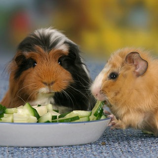 Zwei Meerschweinchen an Futternapf mit Gurkenstücken: Kaninchen und Meerschweinchen brauchen einen gewissen Rohfaseranteil im Futter. Das heißt Heu, das sie immer zur Verfügung haben müssen. Und sie brauchen Frischfutter wie Gurke, Salat oder Möhre. Ausschließlich Trockenfutter zu geben ist nicht ausreichend für die Nagetiere.