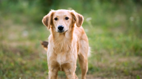 Hund auf einer Wiese: Hunde sind revierbezogen und verteidigen diesen Bereich stärker als andere Bereiche. Wenn der Besitzer den Hund nicht zu sich rufen kann oder der Hund nicht auf ihn hört und auf Sie zu läuft, dann würde ich nicht weitergehen.
