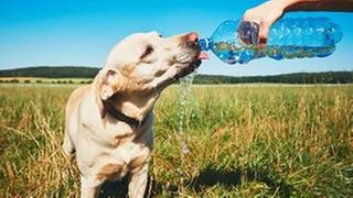 Hund trinkt aus Wasserflasche