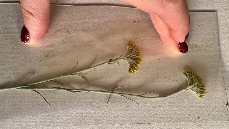 Am Schluss sieht die Blüte sehr gequetscht aus, ein Teil klebt meist an der Folie, der andere auf dem Papier. 