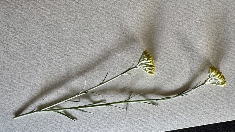 Blumen und Blüten auf dem Papier anordnen. 