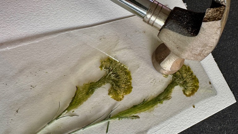 Mit einer festen Folie die Blüten abdecken und drauf los hämmern. 